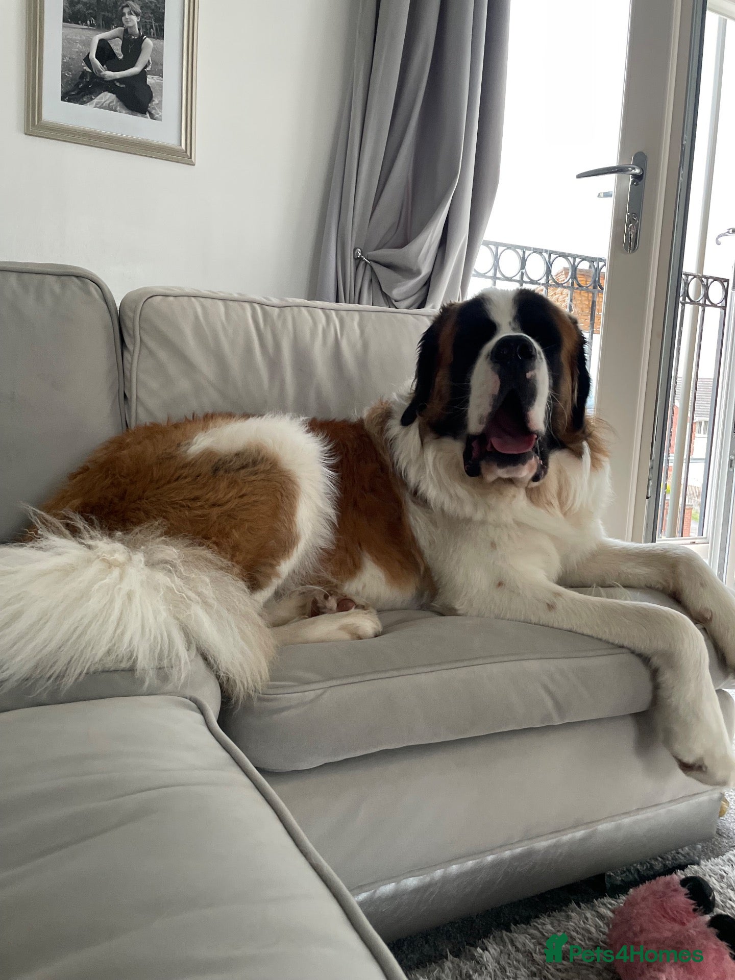 Saint Bernard dogs Bruno 18month Saint Bernard  - Advert 2