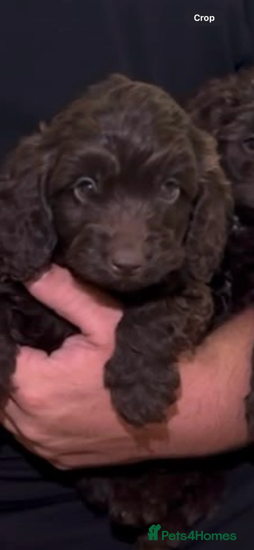 Cockapoo dogs for sale: F1 Cockopoo Puppys  in Stevenage - Advert 2