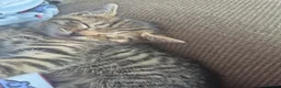 Mixed Breed cats for sale: Two litters of 9 kittens in Huddersfield - Advert 14