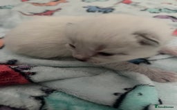British Shorthair cats for sale: 4 stunning kittens for sale  - Image 10