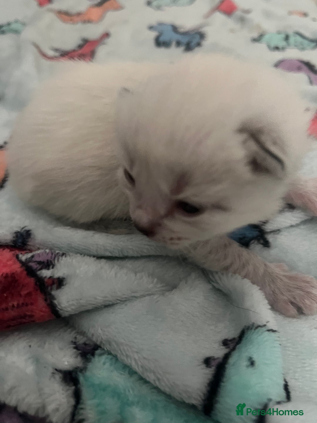 British Shorthair cats for sale: 4 stunning kittens for sale  - Image 10