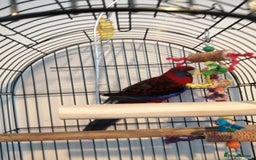 Parakeets birds for sale: Beautiful male parakeet  - Advert 3