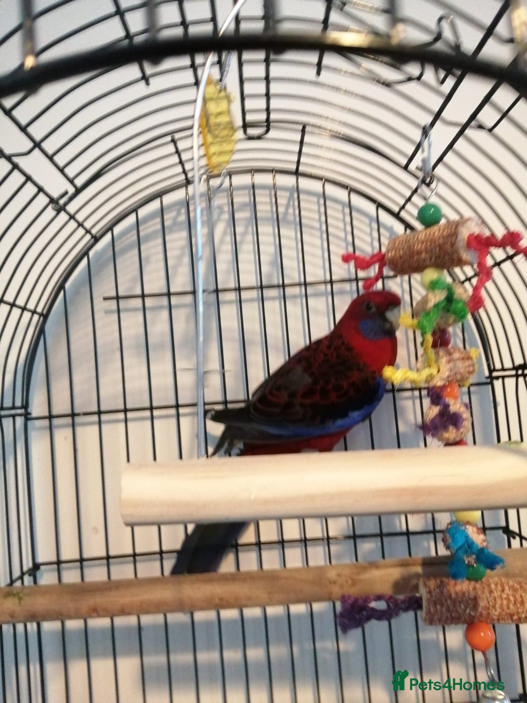 Parakeets birds for sale: Beautiful male parakeet  - Advert 3