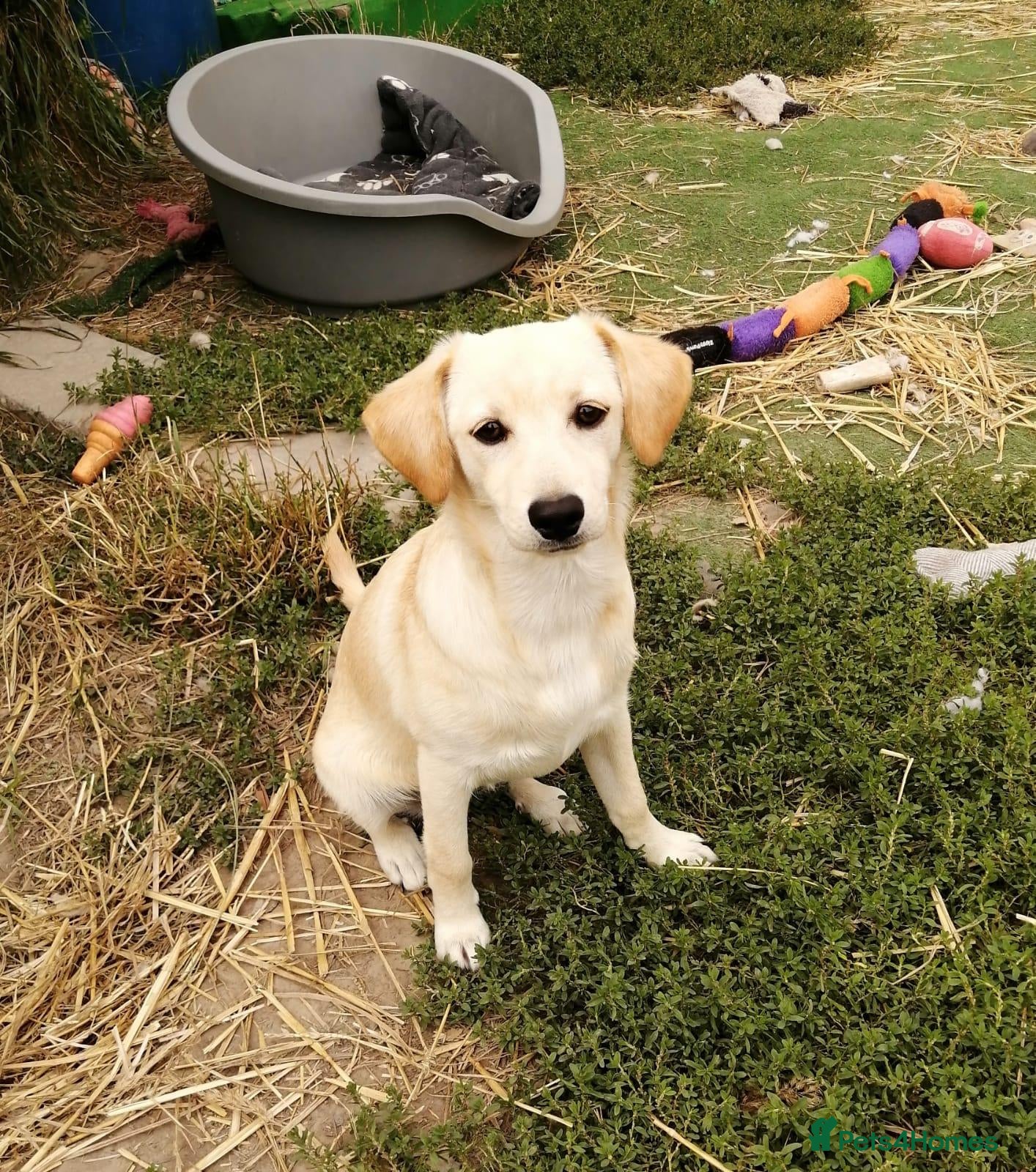 Mixed Breed dogs ❤️🐶 JUNE – A LITTLE SUN-RAY SMALL 7 MONTHS GIRL - Advert 1