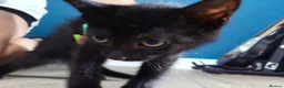Mixed Breed cats for sale: 5 beautiful fluffy kittens for sale (4 left) - Advert 4