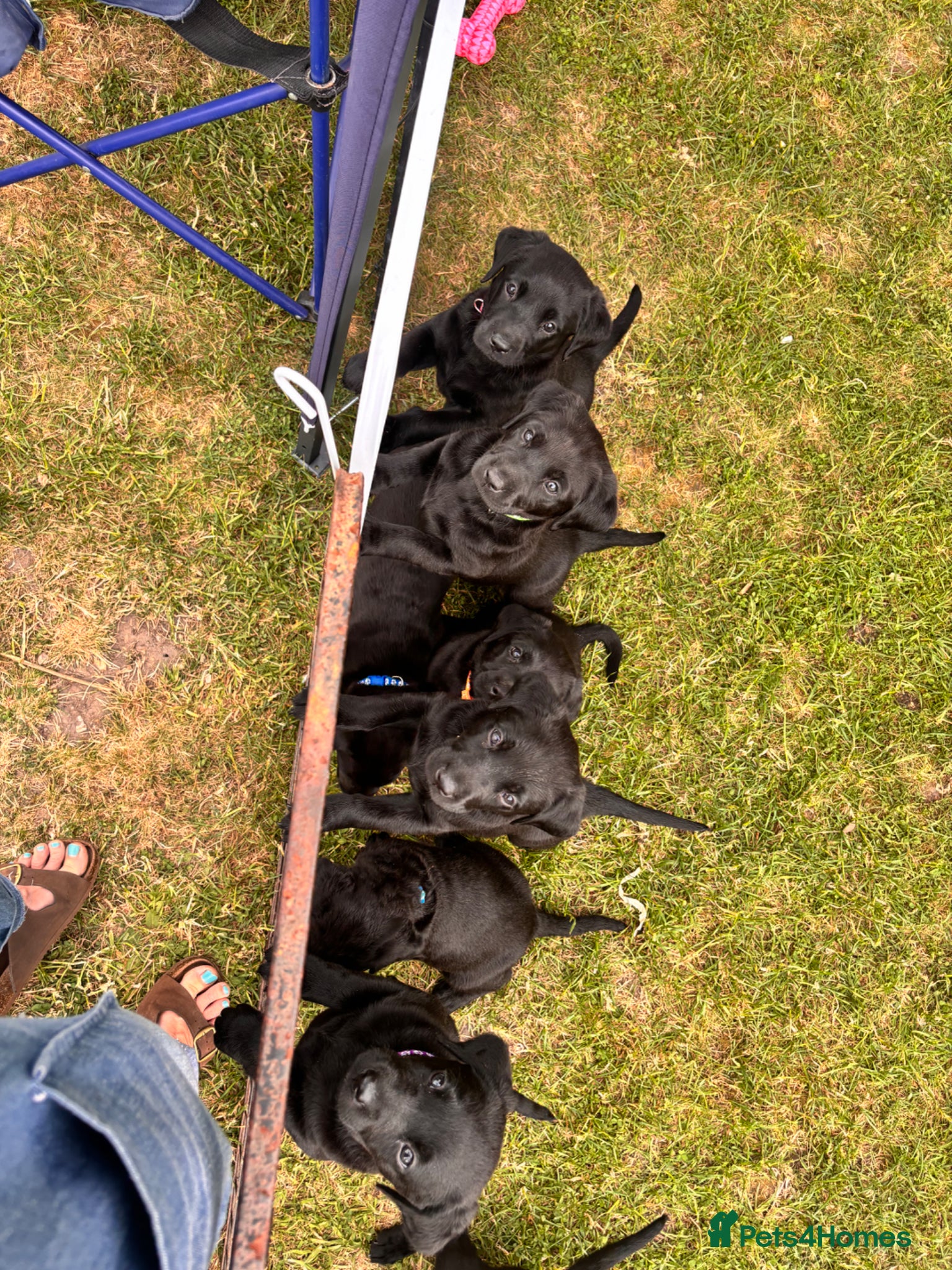 Labrador Retriever dogs for sale: 8 beautiful Black Labrador puppies for sale  - Advert 12