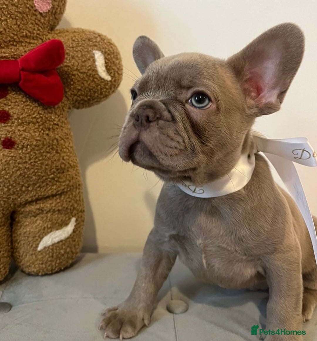 French Bulldog dogs for sale: Last frenchie left out of 6!!! - Advert 5