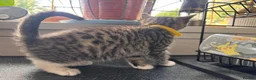 Ragdoll cats for sale: X5 Beautiful Ragdoll X Kittens - Advert 4