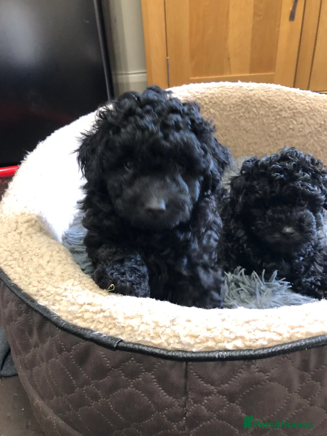 Jackapoo dogs for sale: F1b Miniature Poodle × Jackapoo (¾ Poodle) Puppies - Advert 5