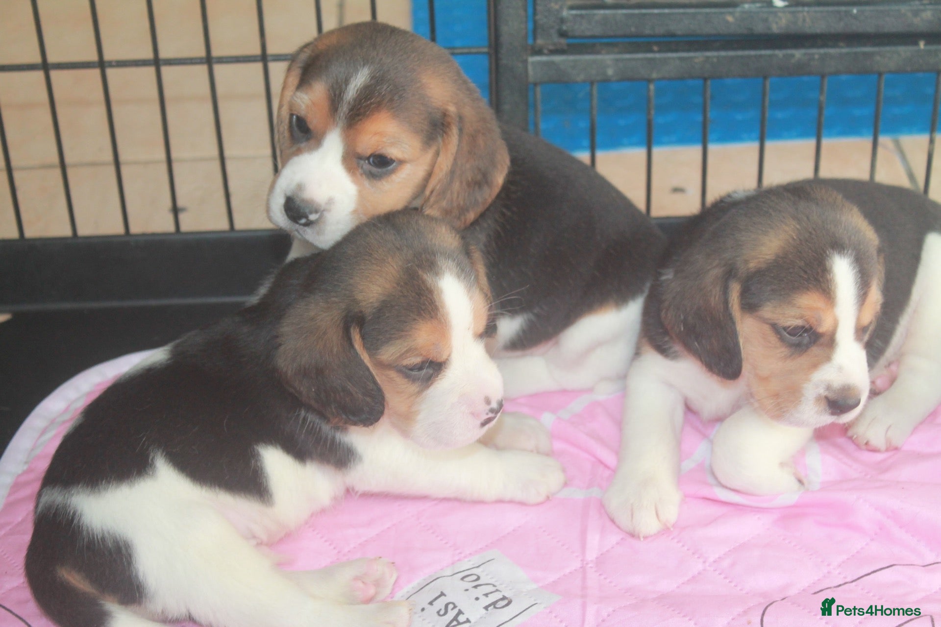 Beagle dogs KENNEL CLUB REG BEALE PUPPIES - Advert 2