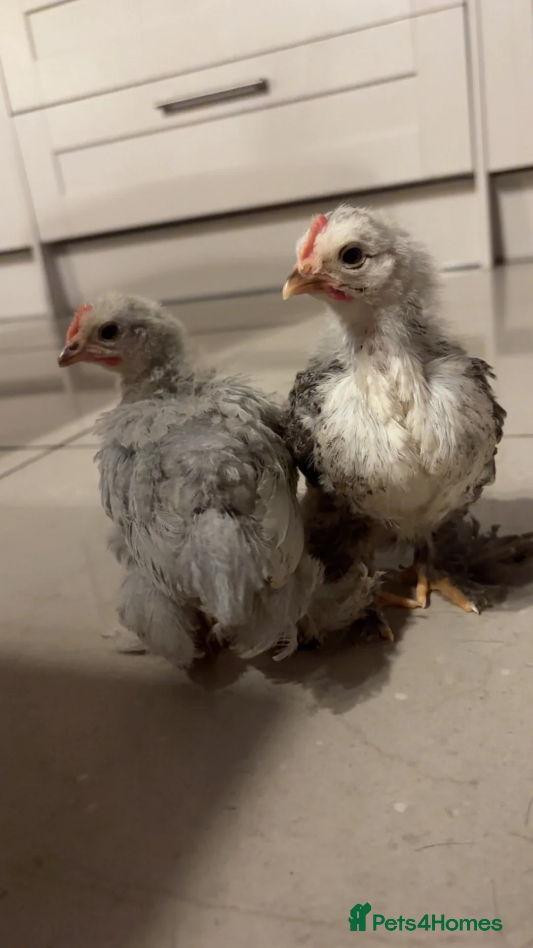 Chickens poultry for sale: Two Beautiful Pekin Chicks in Accrington - Advert 2