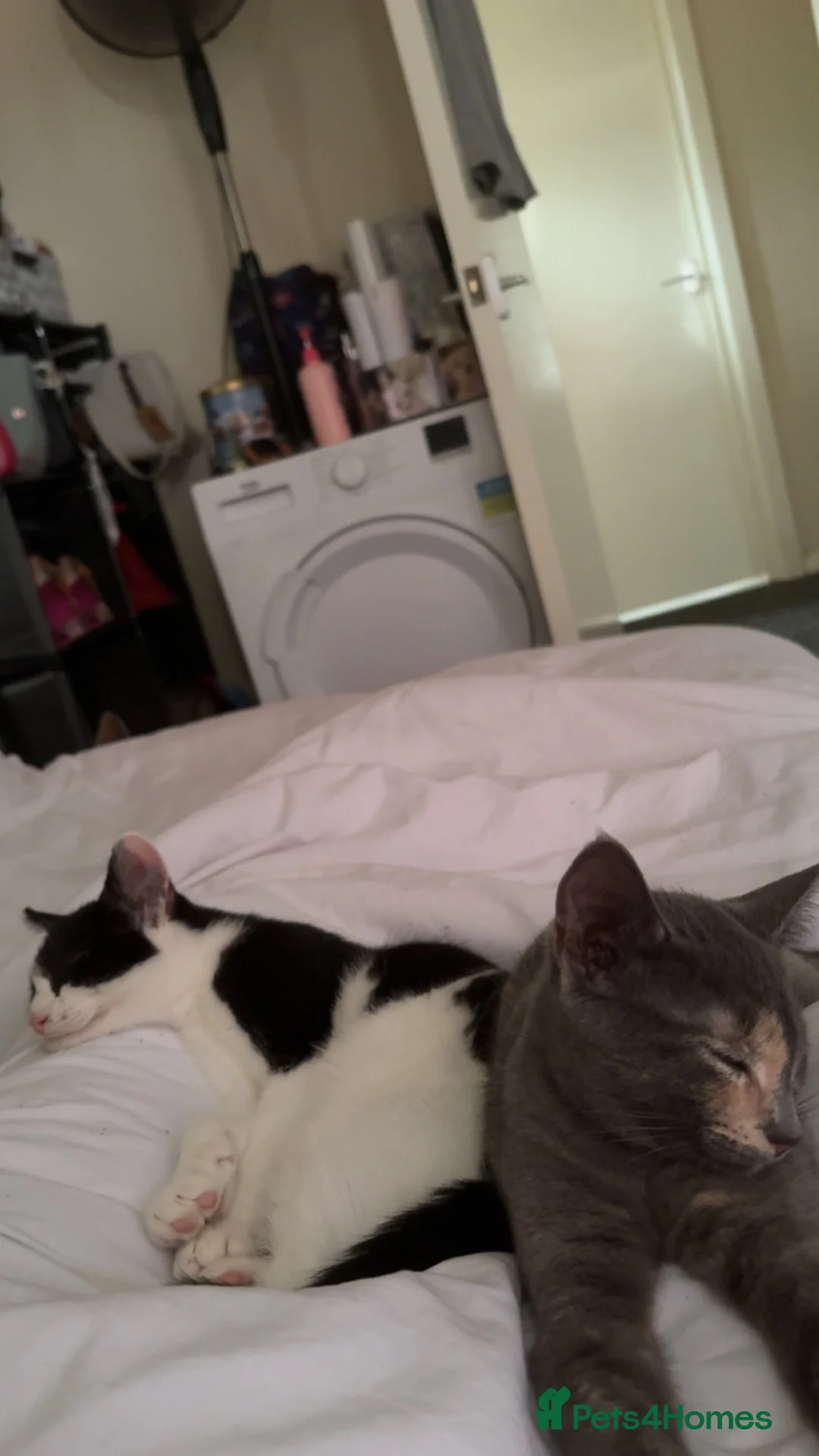 British Shorthair cats for sale: Two 4 month old kittens - Advert 1