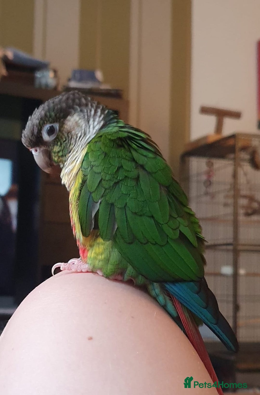 Conures birds for sale: 2 Lovely Green cheek conures for sale - Image 4