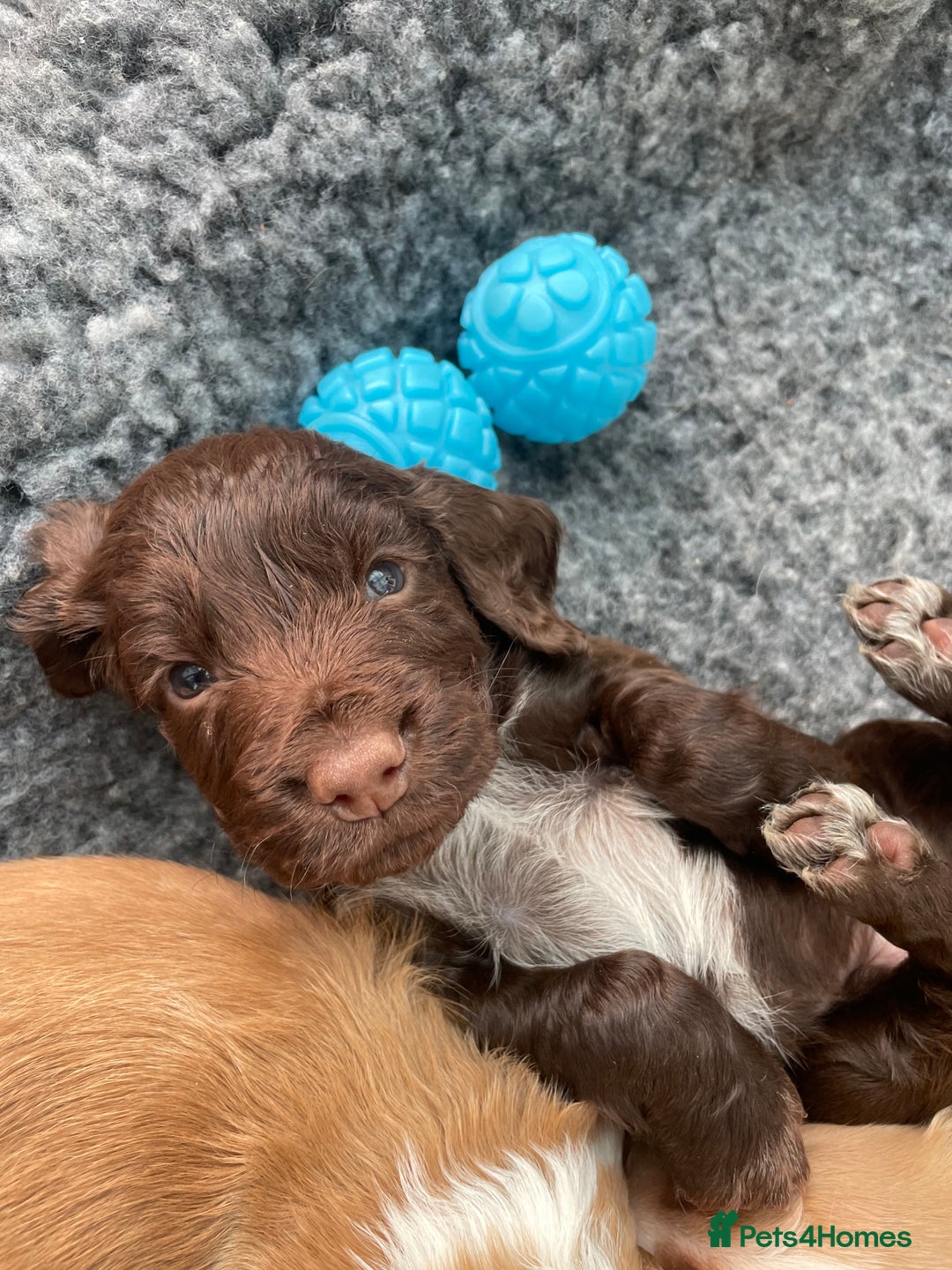 Cocker Spaniel dogs for sale: Working cocker spaniel pups  - Advert 4