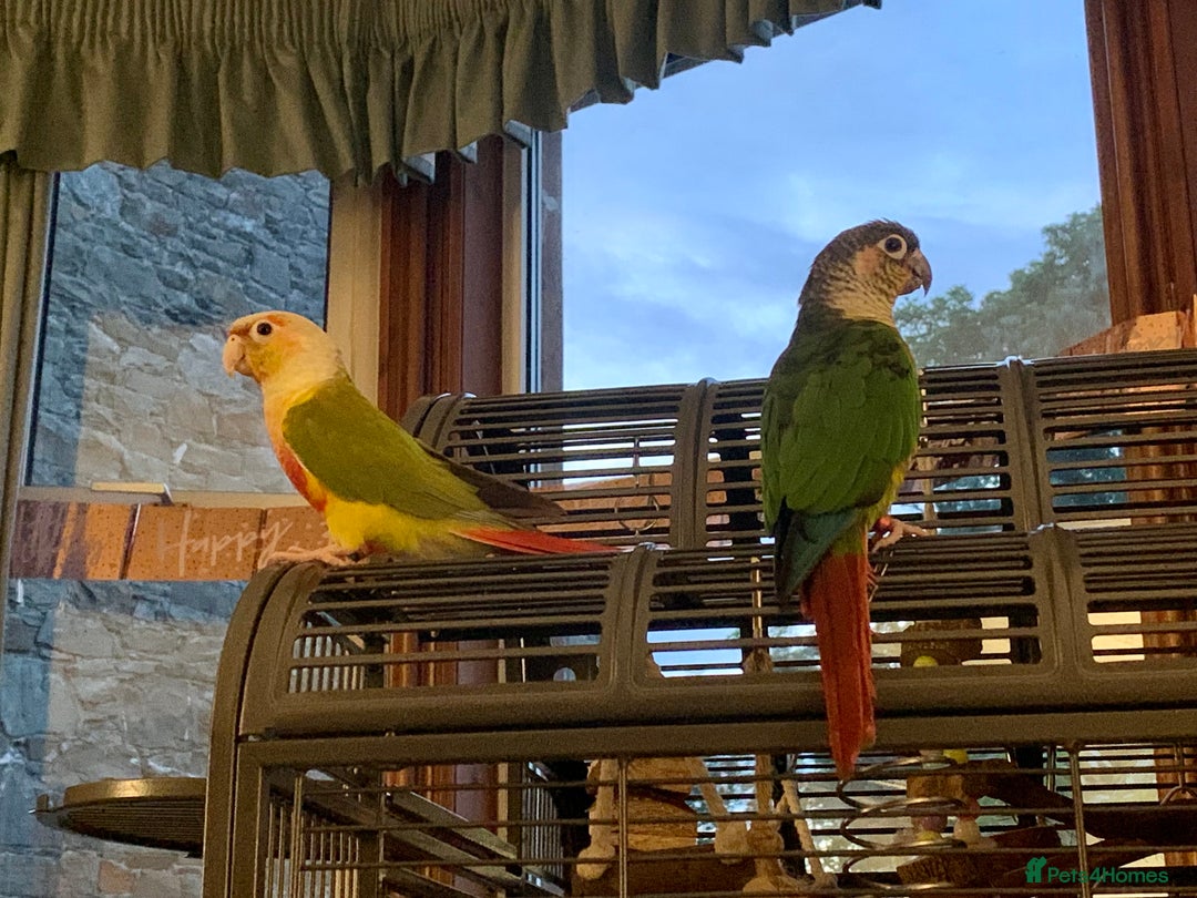 Conures birds for sale: Male & Female Red Factor Pineapple Conures - Image 3
