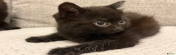 Mixed Breed cats for sale: Adorable Black Kittens - Advert 10