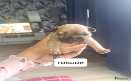French Bulldog dogs for sale: Chunky frenchies - Image 2