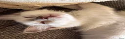 Ragdoll cats for sale: Beautiful ragdoll kittens  - Advert 1