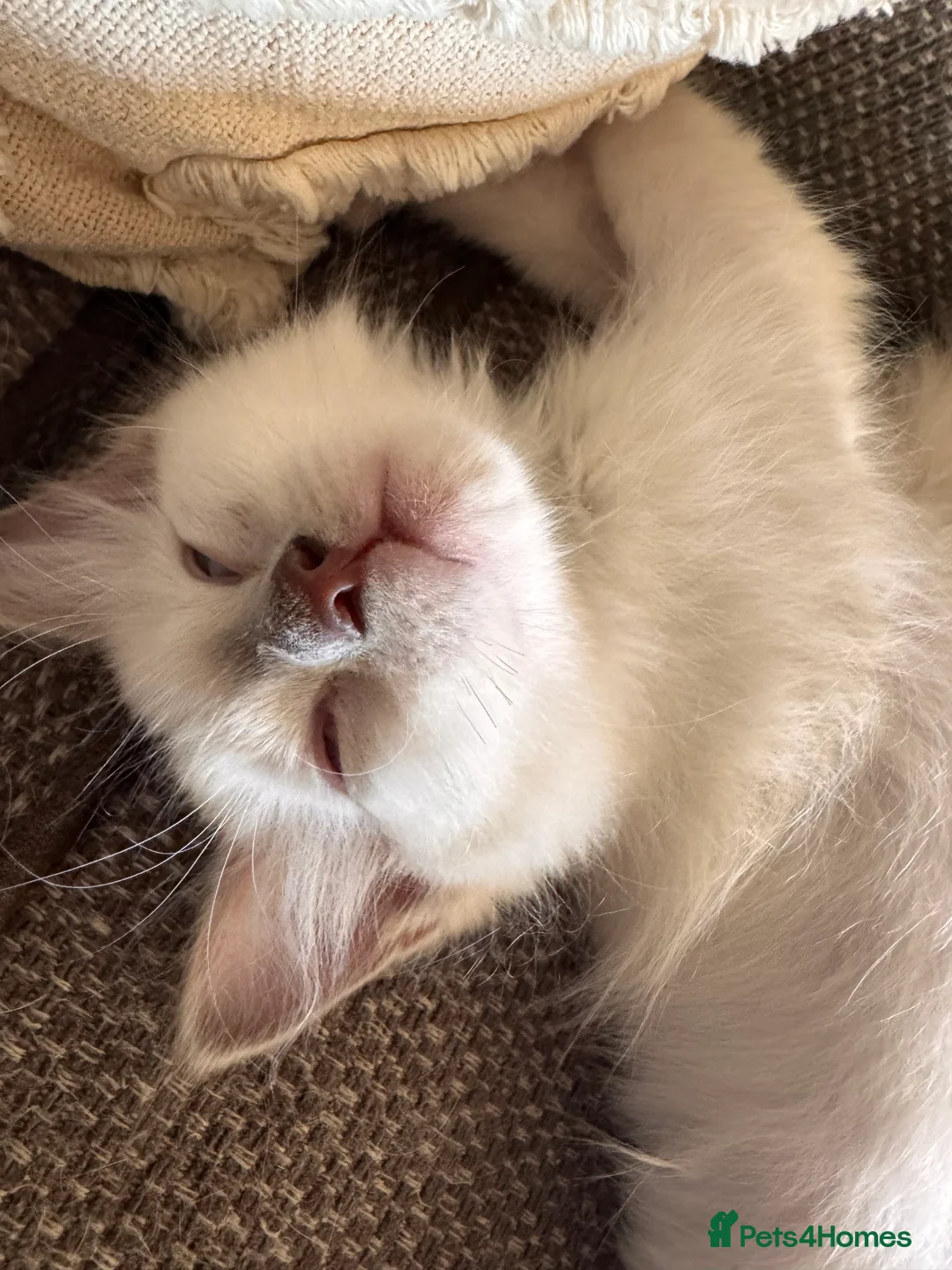 Ragdoll cats for sale: Beautiful ragdoll kittens  - Advert 1