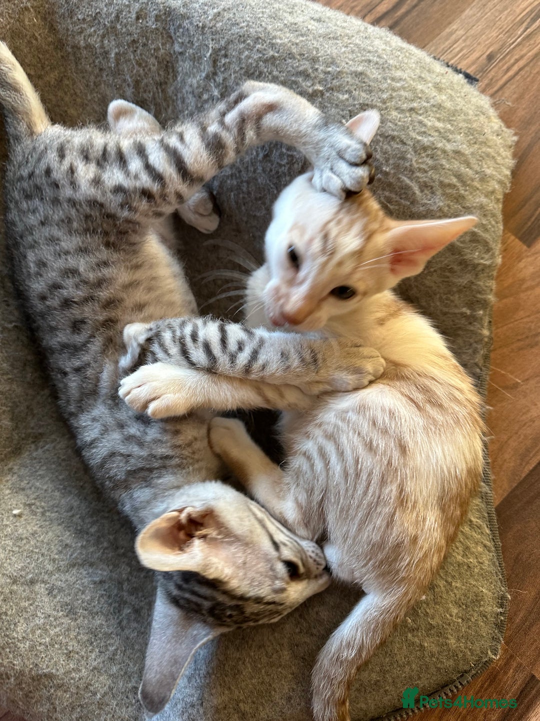 Mixed Breed cats for sale: Crossed Between Oriental short hair & White Bengal - Advert 5