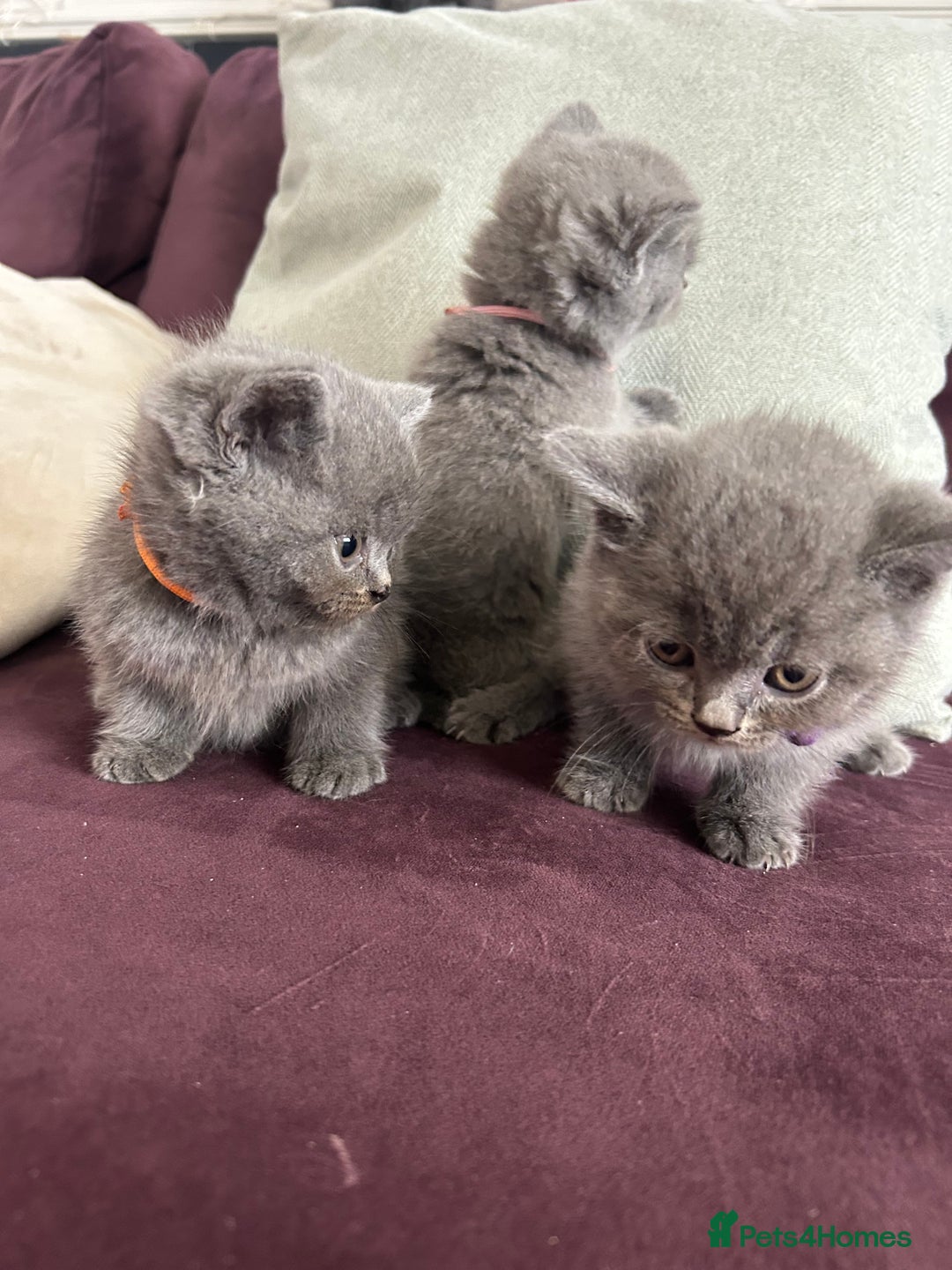 British Shorthair cats for sale: pedigree GCCF kittens available in 2 weeks time! - Image 14