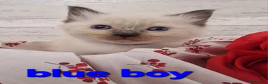 Ragdoll Kitten blue boy 