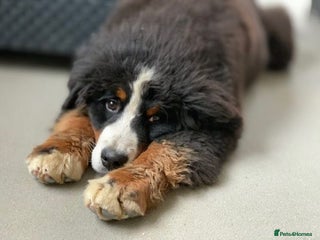 Bernese Mountain Dog dogs Bernese Mountain Dog Puppies - Advert 9