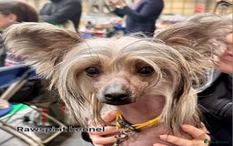 Chinese Crested dogs for stud: Julien INSOLITE FAMILIER import Pl  - Image 6