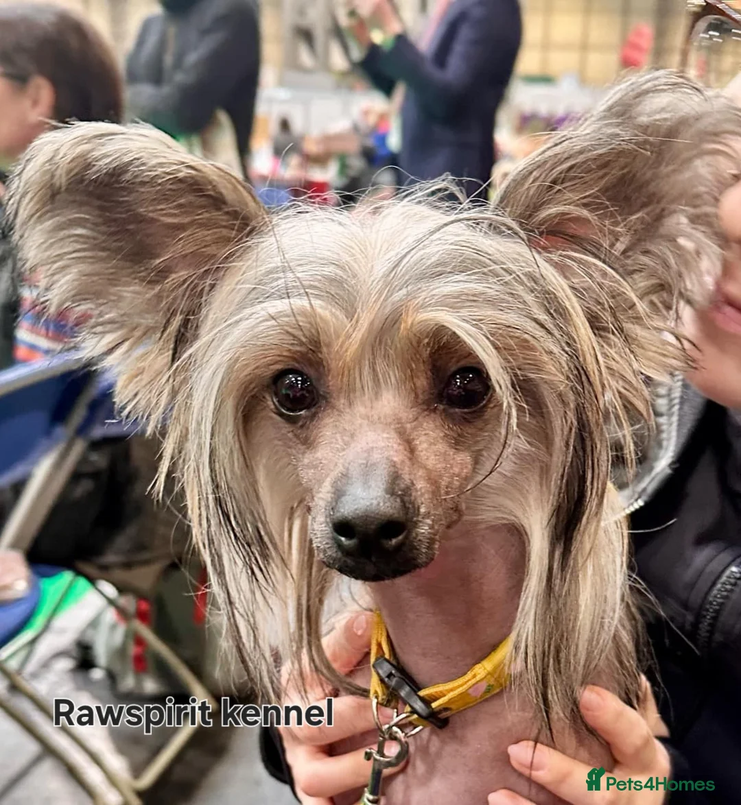 Chinese Crested dogs for stud: Julien INSOLITE FAMILIER  we have puppies  - Advert 7