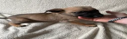 Belgian Shepherd Dog dogs for sale: Last 3 girls ready to leave now kc registered  - Advert 17