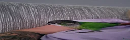 Conures birds for sale: Green checked conure  in Southampton - Advert 5
