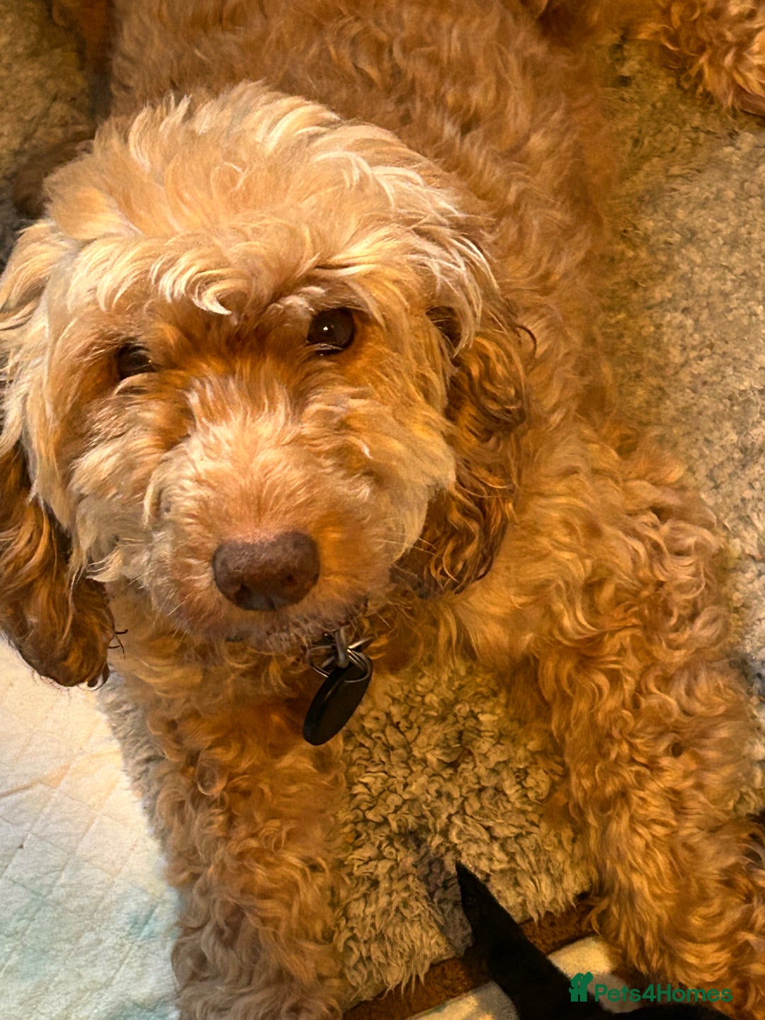 Cockapoo dogs for sale: F1B cockapoo puppies  - Advert 1