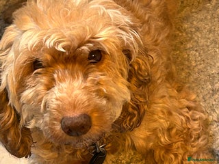 Cockapoo dogs F1B cockapoo puppies - Advert 1