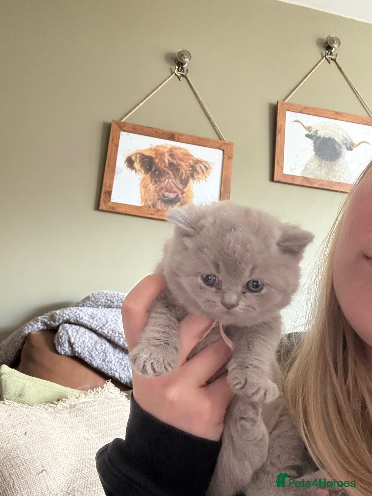 British Shorthair cats Chunky Gccf registered British Shorthair kittens  - Advert 9