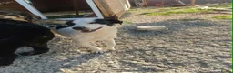 Mixed Breed dogs for adoption: Marco 10 months Macedonian rescue  - Advert 3