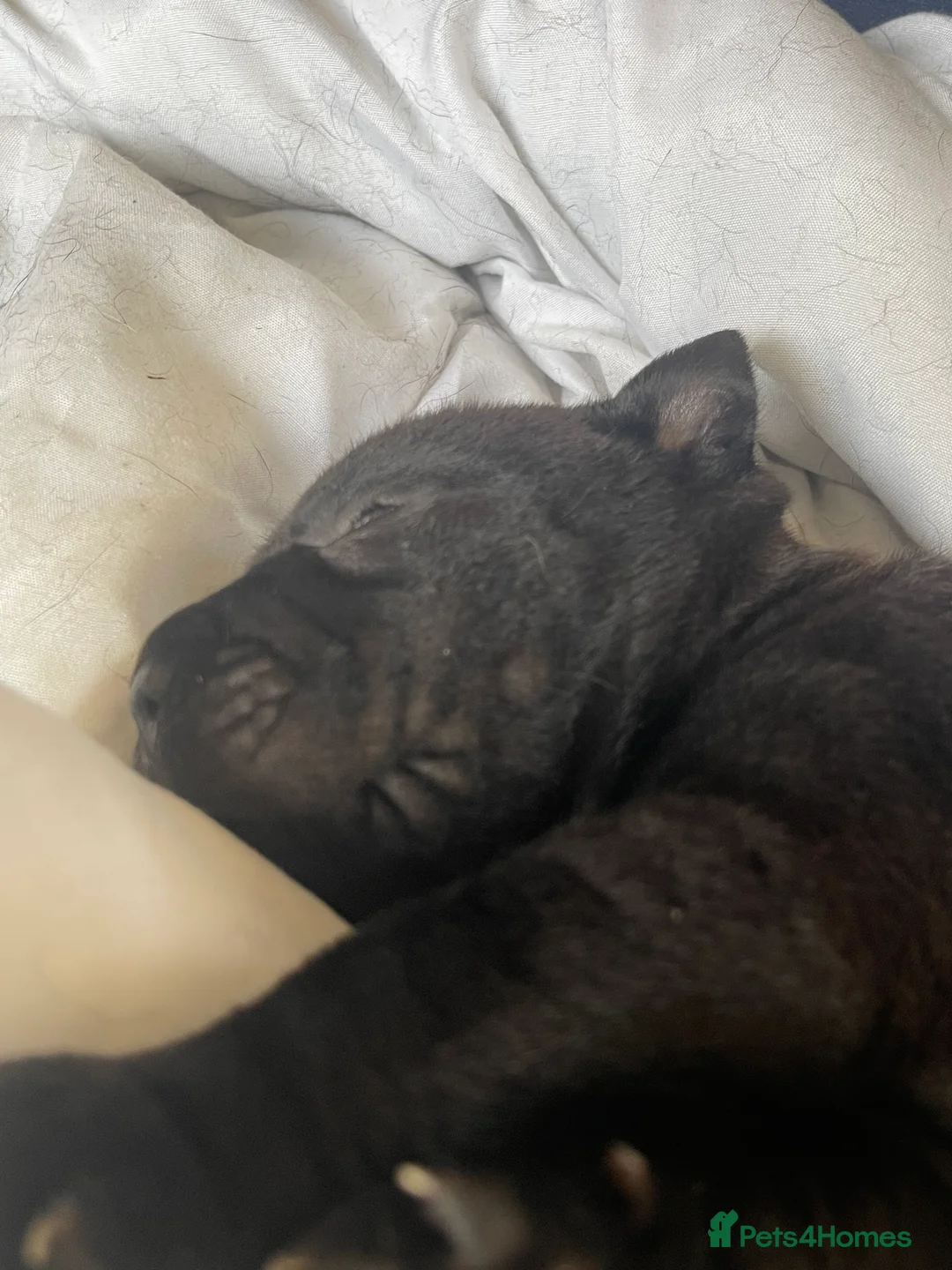 Shar Pei dogs for sale: Shar pei - Advert 10