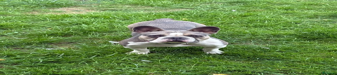 French Bulldog Puppy 1