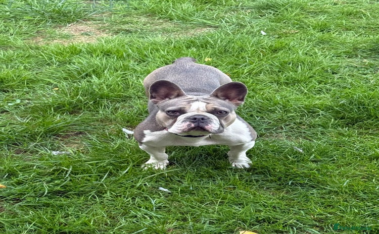French Bulldog dogs - Advert 14