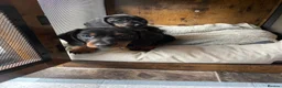 Miniature Dachshund dogs for sale: Miniature Dachshund KC Registered Puppies  - Advert 6
