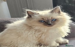 Ragdoll cats for sale: Stunning  ragdoll  kittens - Image 8