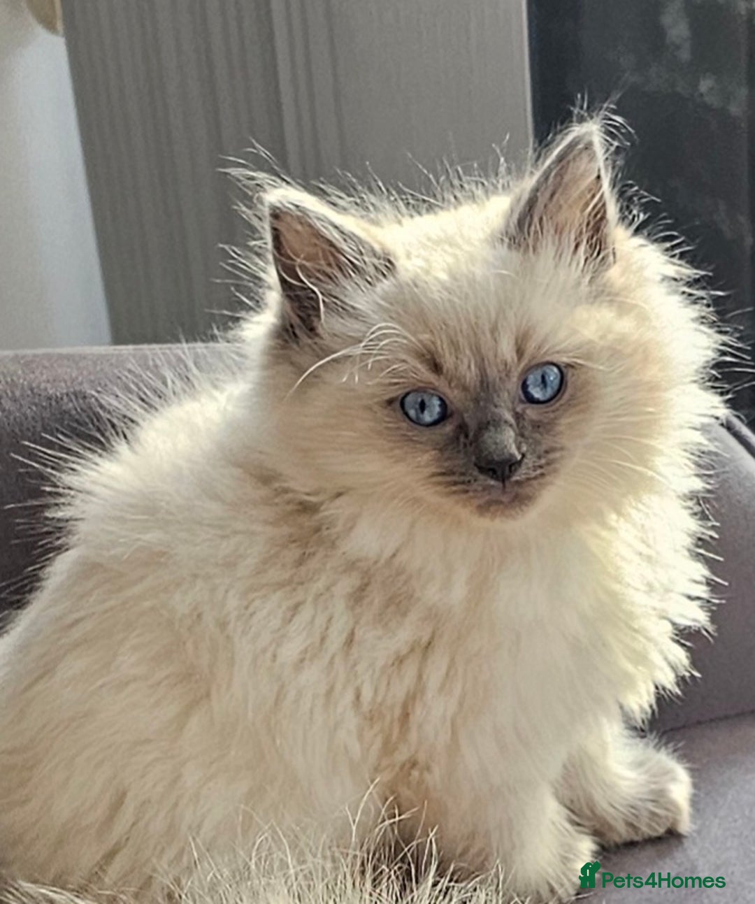 Ragdoll cats for sale: Stunning  ragdoll  kittens - Image 8
