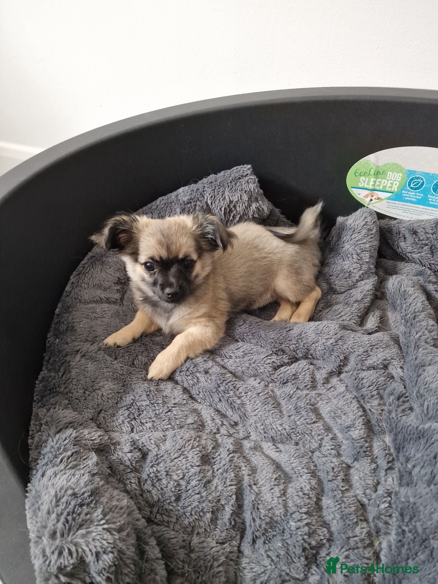 Chihuahua dogs **READY NOW** ONE left!! Beautiful Ebony.. 🥰🥰 ** - Advert 18