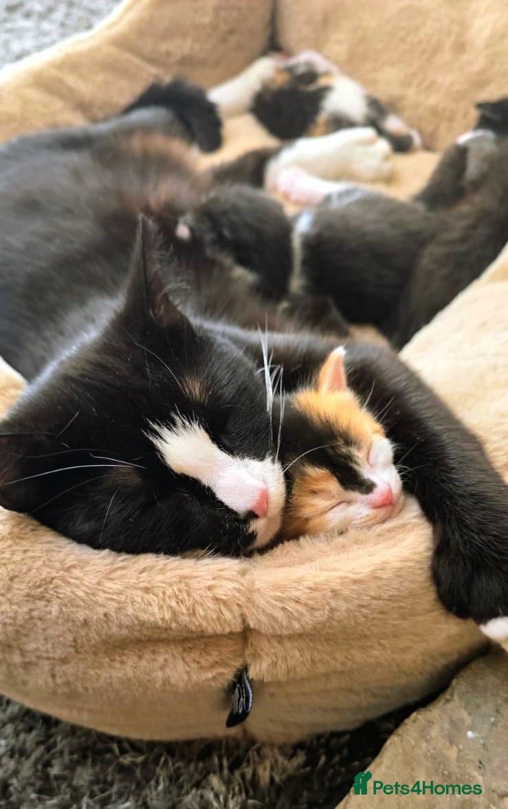 Domestic Shorthair cats for sale: 5 stunning black, ginger and white kittens - Advert 1