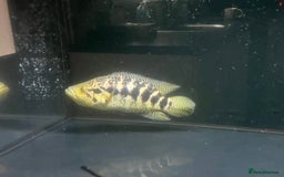 Other/Mixed Breed fish for sale: Predatory fish  - Image 12