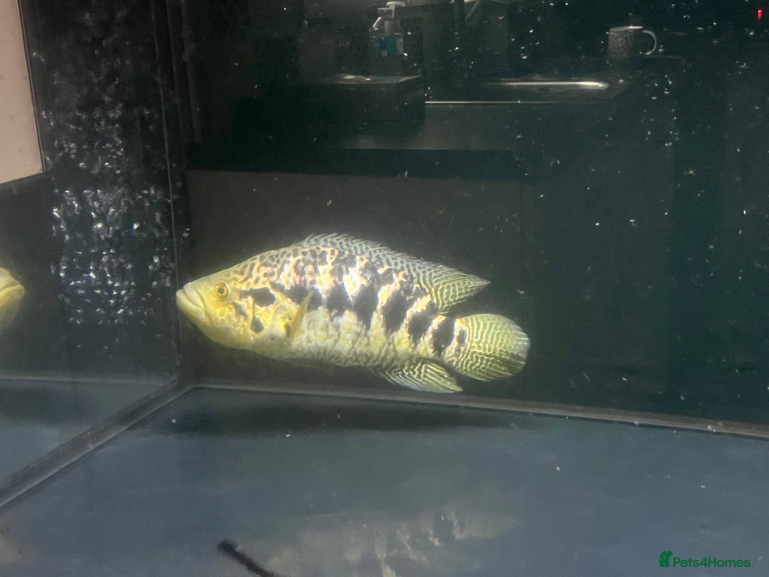 Other/Mixed Breed fish for sale: Predatory fish  - Image 12
