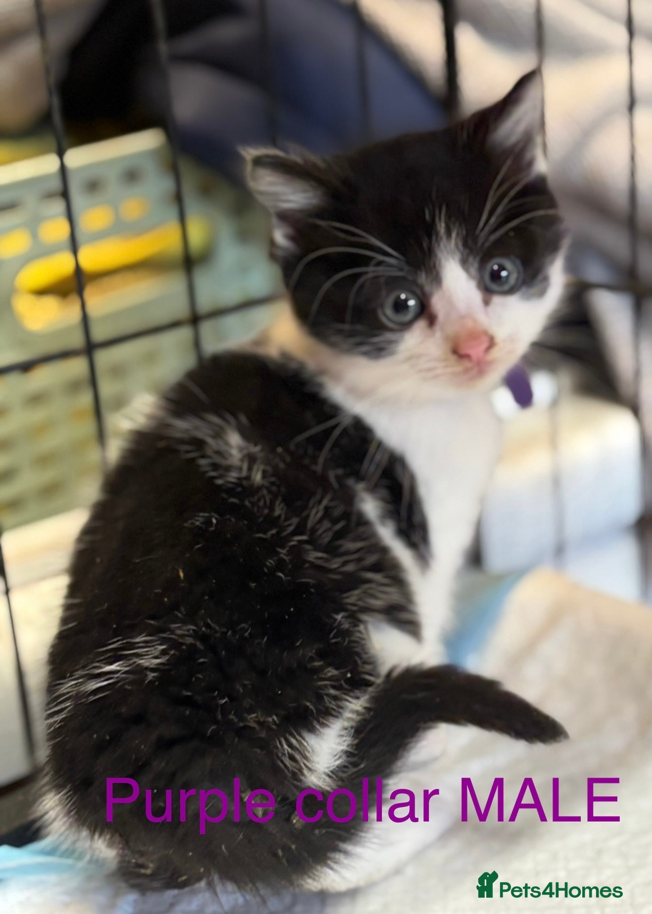 Mixed Breed cats for sale: Farm kittens for sale  - Advert 1