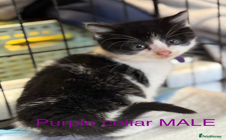 Mixed Breed cats - Advert 4