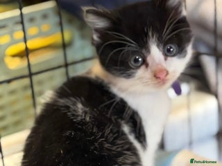 Mixed Breed cats for sale: Farm kittens for sale - Advert 1