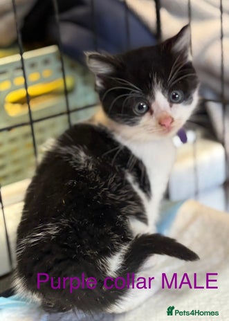 Mixed Breed cats - Advert 14