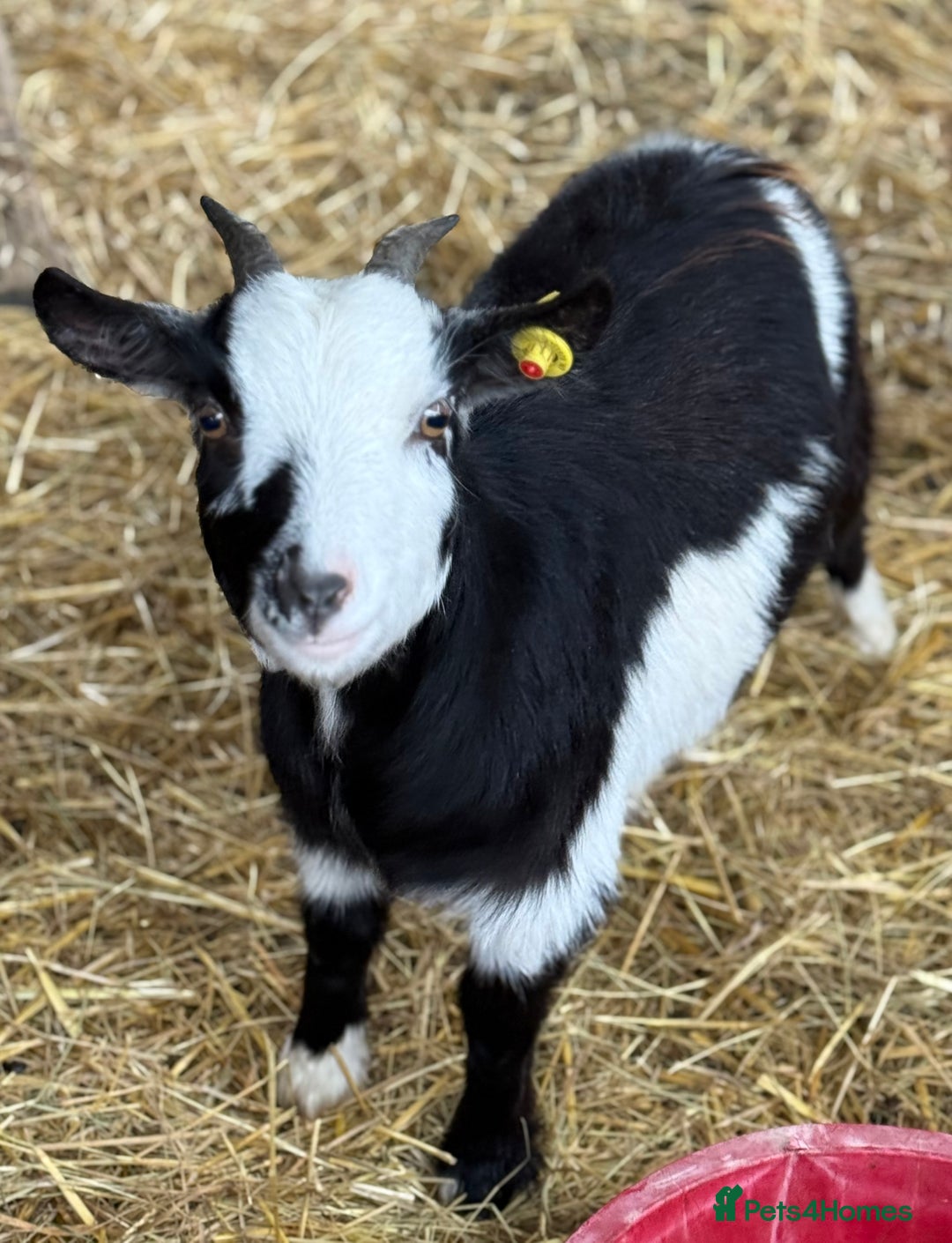 Goats livestock for sale: Small pretty Pygmy Nannie’s  - Advert 2